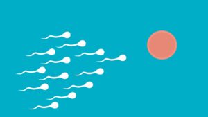 Il controllo delle nascite maschili su richiesta immobilizza lo sperma e svanisce completamente in un giorno