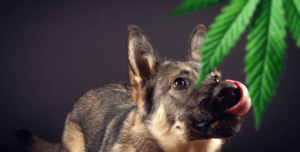 Proyecto de ley de cannabis medicinal para mascotas presentado en Rhode Island