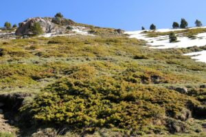 De seneste 600 år er snedækket i Alperne faldet 'utilhørt'