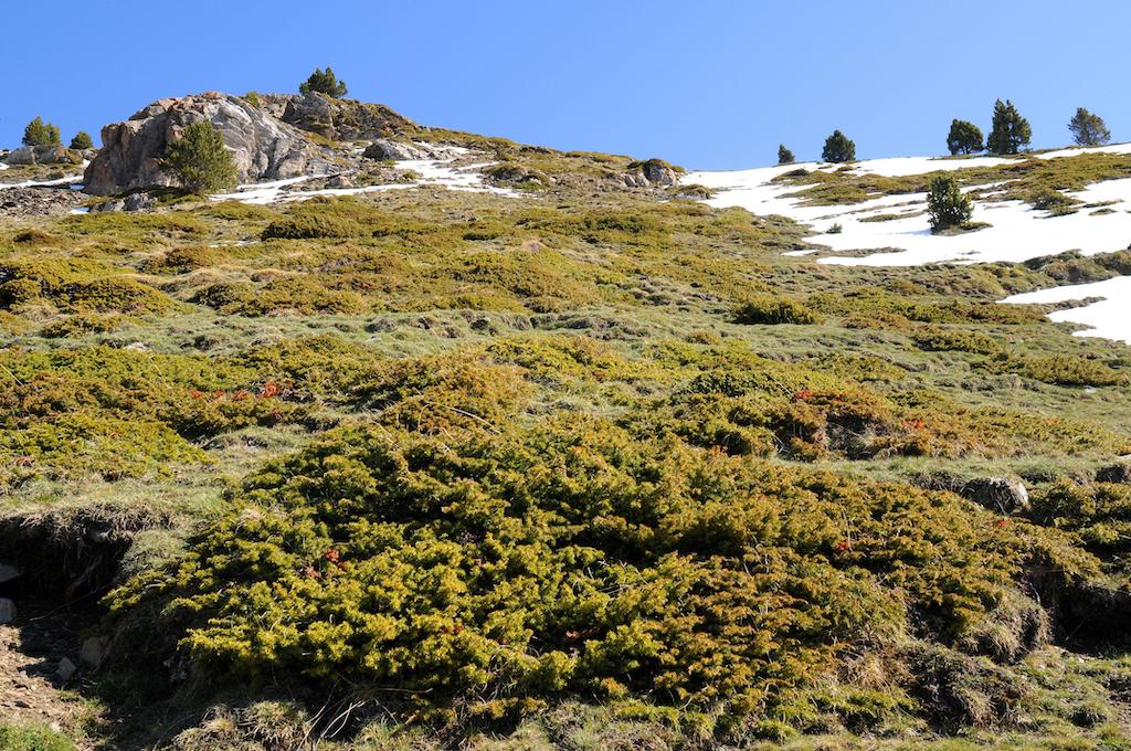 Der jüngste Rückgang der Schneedecke in den Alpen ist in den letzten 600 Jahren „beispiellos“.