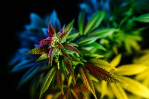 Beamte von San Diego machen sich auf sinkende Cannabiseinnahmen gefasst