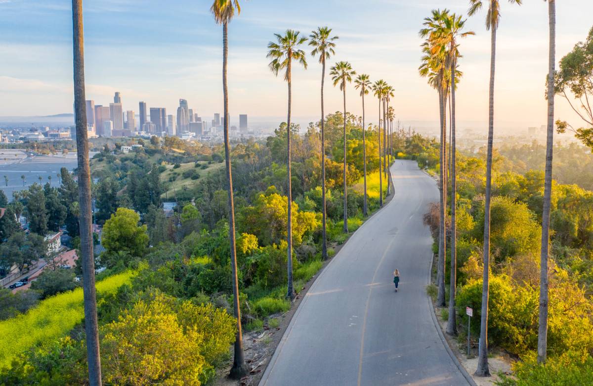 Palm Trees Street revelando o centro de Los Angeles _ getty