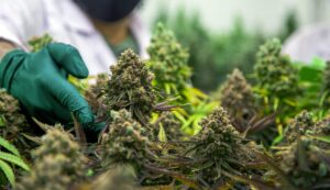 Senatsgremium billigt Gesetzentwurf zur Cannabisforschung