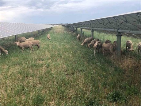 Solar e ovelhas: “O futuro da Austrália regional” e a chave para uma lã de melhor qualidade