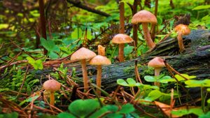 Startup Funga kasutab metsas süsiniku kogumiseks seeni