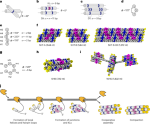 الهيكل والطي والمرونة لأوريغامي الحمض النووي الريبي النسخي المشترك