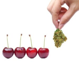 El arte de la recolección de cerezas y el verdadero problema del cannabis en Estados Unidos
