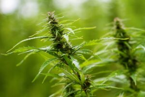 Fiji TimesPolice confiscó más de 4000 plantas de marihuana; agricultor detenido en allanamiento