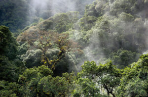 جنگل های استوایی با کاهش قابل توجه کربن مواجه هستند زیرا مناطق مرطوب کاهش می یابد