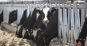Unlocking the dairy cow’s potential to combat climate change