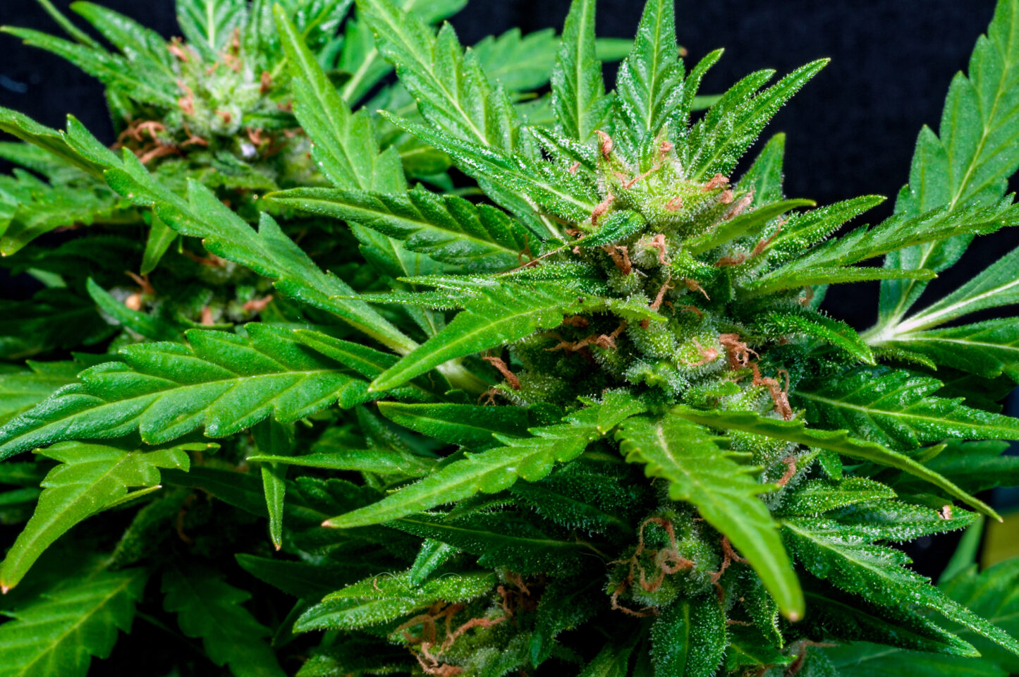 Virginia lovgivende panel dreper detaljhandel Cannabis Bill