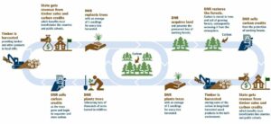 Washington'un Doğal Kaynaklar Departmanı, Orman Alanından Karbon Kredisi Üretilmesini İstiyor