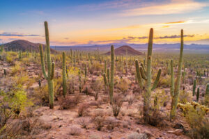 Z czego słynie Tucson? 15 sposobów na poznanie tego jedynego w swoim rodzaju miasta