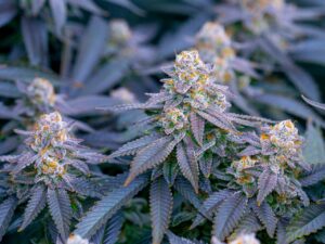 La ley de cancelación de cannabis entra en vigor en DC