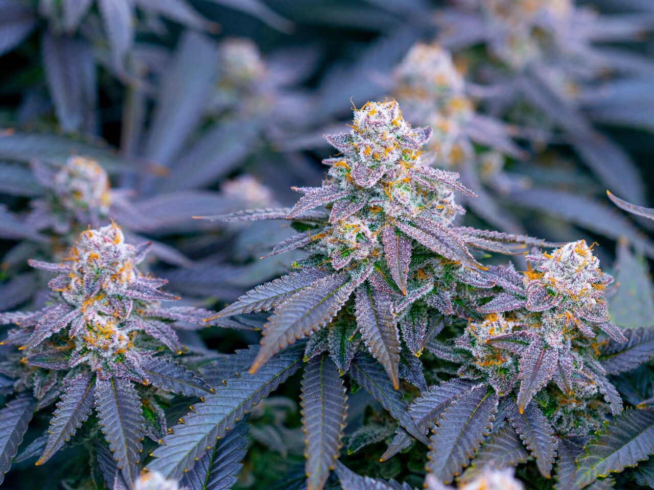 Das Cannabislöschungsgesetz tritt in DC in Kraft