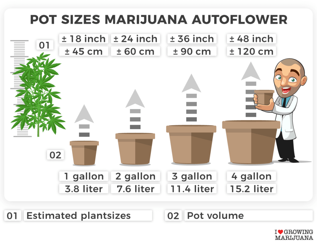Pot sizes chart for marijuana autoflower
