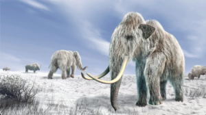 Cultured meat firm resurrects woolly mammoth in lab-grown meatball