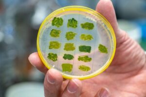 Exxon avslutter støtte på flere millioner dollar til algeforskning