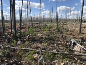 Flash Forest Uses Drones, AI, GIS and Plant Science Technology for Reforestation After Wildfires #drone #droneday