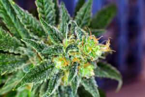 Senadores de Hawái aprueban proyecto de ley de cannabis para uso de adultos
