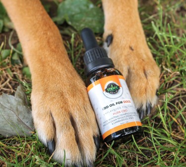 How to Use CBD for Your Dog's Anxiety - What Works, What Doesn't?