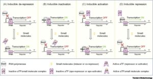 In vitro allosteric transcription factor-based biosensing