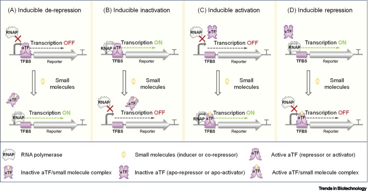 In vitro allosteric transcription factor-based biosensing