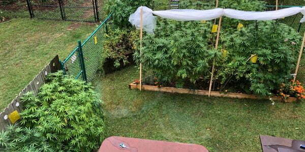 An outdoor marijuana grow