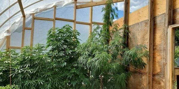 Growing marijuana in a greenhouse