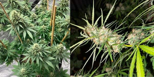 indoor vs outdoor marijuana bud structure differences