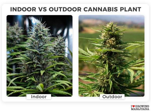 Growing marijuana indoor vs outdoor comparison