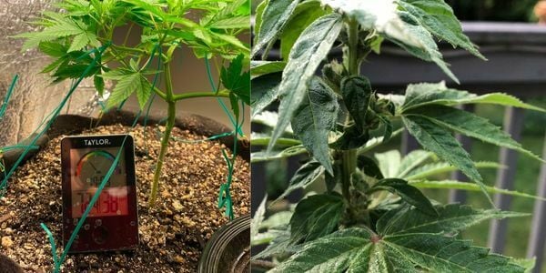Indoor vs outdoor weed plant differences