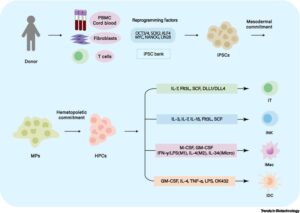 Células T engenheiradas derivadas de células-tronco pluripotentes induzidas, células assassinas naturais, macrófagos e células dendríticas em imunoterapia