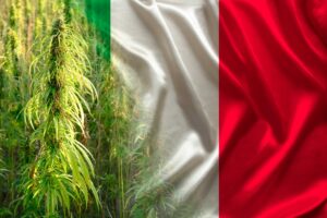 Італійський суд постановив, що квіти та листя коноплі не є наркотиками