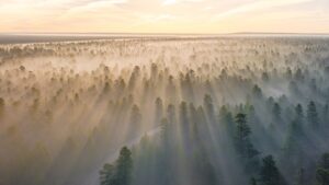 Жизнь на засаженной лесом планете: как будет выглядеть мир, если мы посадим триллион деревьев