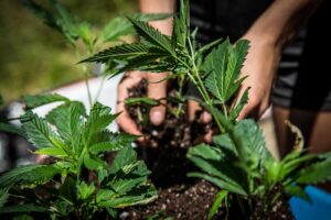 Medicinsk cannabisdyrkningsregning godkendt i New Hampshire House