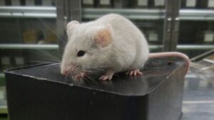 ولدت الفئران التي لديها أبان من بيض مصنوع من خلايا جلد الذكور