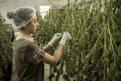 Montana Repeal Cannabis Legalization