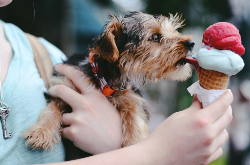 Kutya nyalogatja a fagylalttölcsért