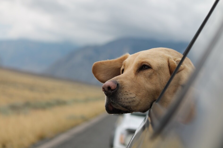 Hund im Auto mit dem Kopf aus dem Fenster