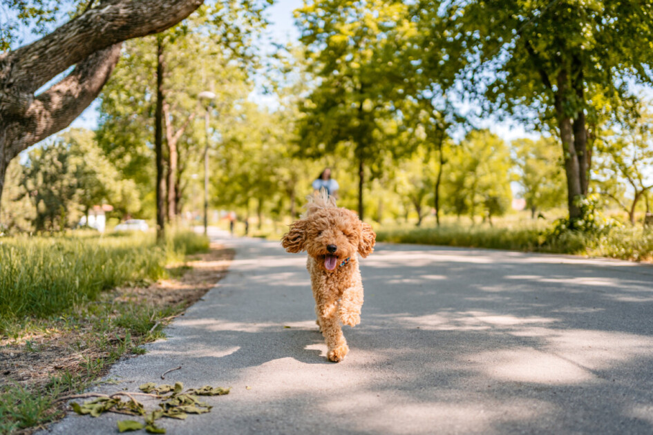 Nieuw bij Boise? 14 hondvriendelijke plekken in Boise om te verkennen met je pup