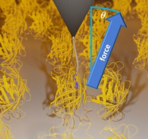 Neuartige Reibung in Ligand-Protein-Systemen entdeckt
