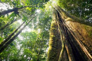 Door bossen te herstellen, wordt een kwart van de koolstof teruggewonnen die verloren is gegaan door ontbossing