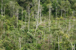 Heikkoutuneiden trooppisten metsien uudelleenkasvu kompensoi "neljänneksen" metsäkadon päästöistä