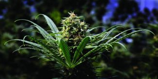 Forespørsel om senere marihuana dispensary timer i Glenwood Springs fortsatte
