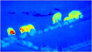 Heat Signature Detection in Thermal Imagery through AI