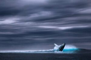 Shiba Inu ($SHIB) היא החזקת ERC-20 הגדולה ביותר לפי שווי דולר בין הלווייתנים המובילים ב-2000 $ETH