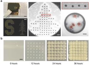 Các nhà nghiên cứu của Stanford phát triển một cách mới để xác định vi khuẩn trong chất lỏng: Sự thích ứng đổi mới của công nghệ trong một máy in phun cũ cộng với hình ảnh được hỗ trợ bởi AI dẫn đến một cách nhanh hơn, rẻ hơn để phát hiện vi khuẩn trong máu, nước thải, v.v.