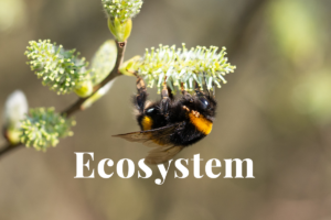 The importance of forests in bumble bee conservation