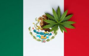 Wat is er gebeurd met de marihuanamarkt in Mexico en wat denken kartels nu over de legalisering van cannabis?